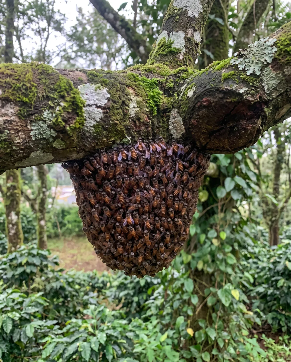 Wild honey