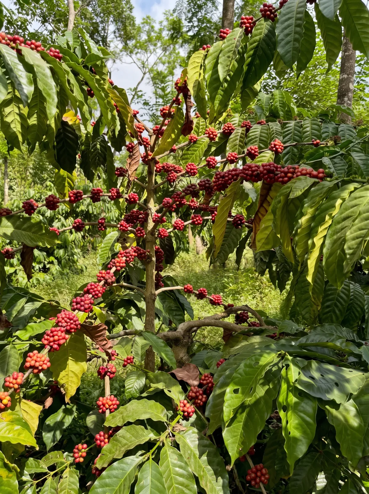 Ripe red coffee cherries clustered on the branch under shade