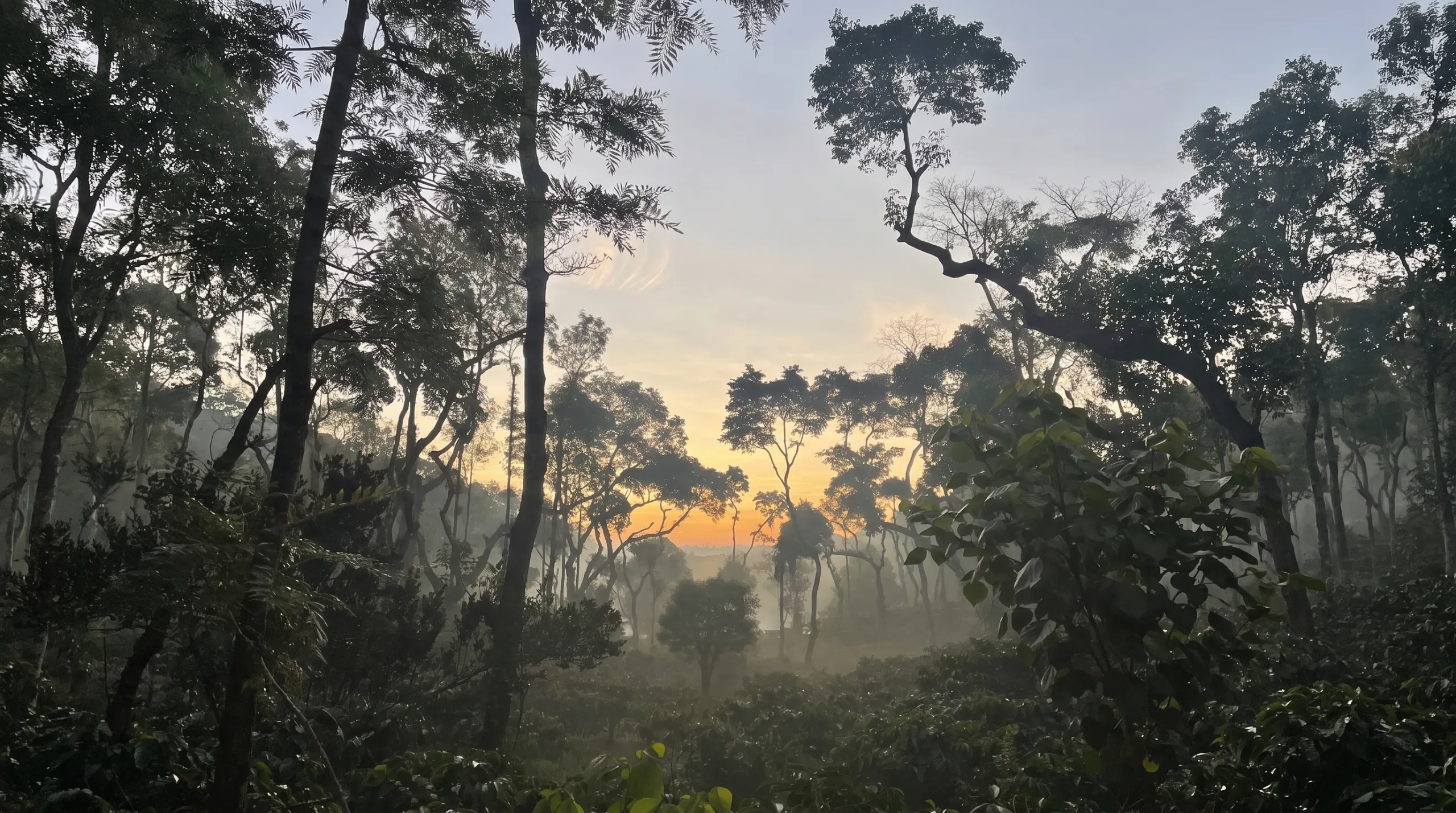 Sunrise mist drifting through indigenous shade trees over the coffee at Nandipura Estate