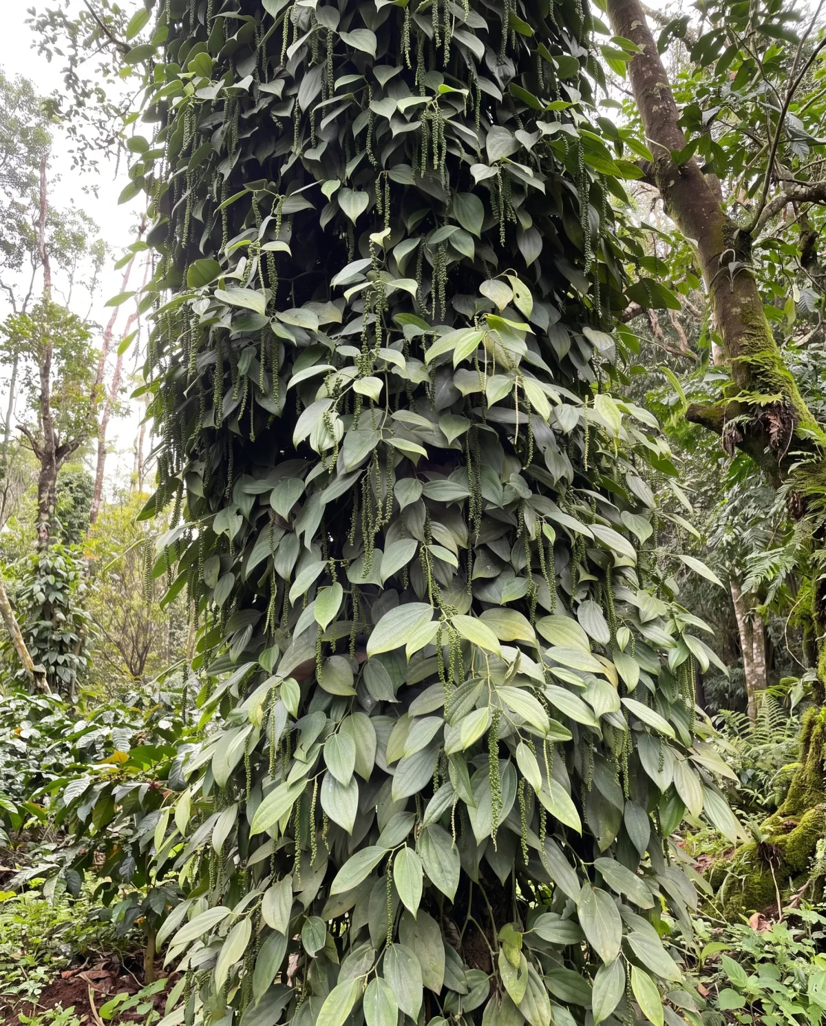 Black pepper