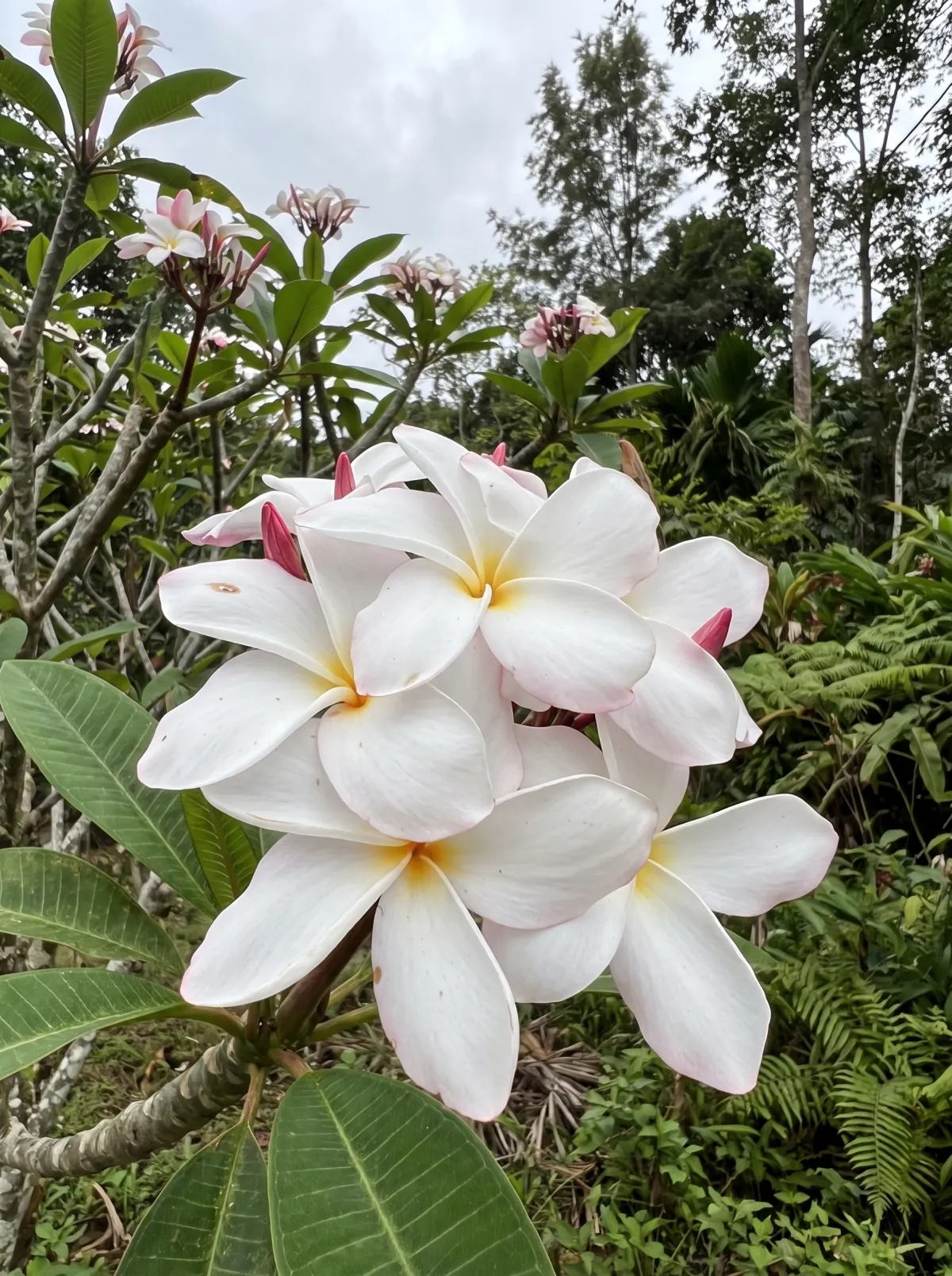 Plumeria flowering on the estate