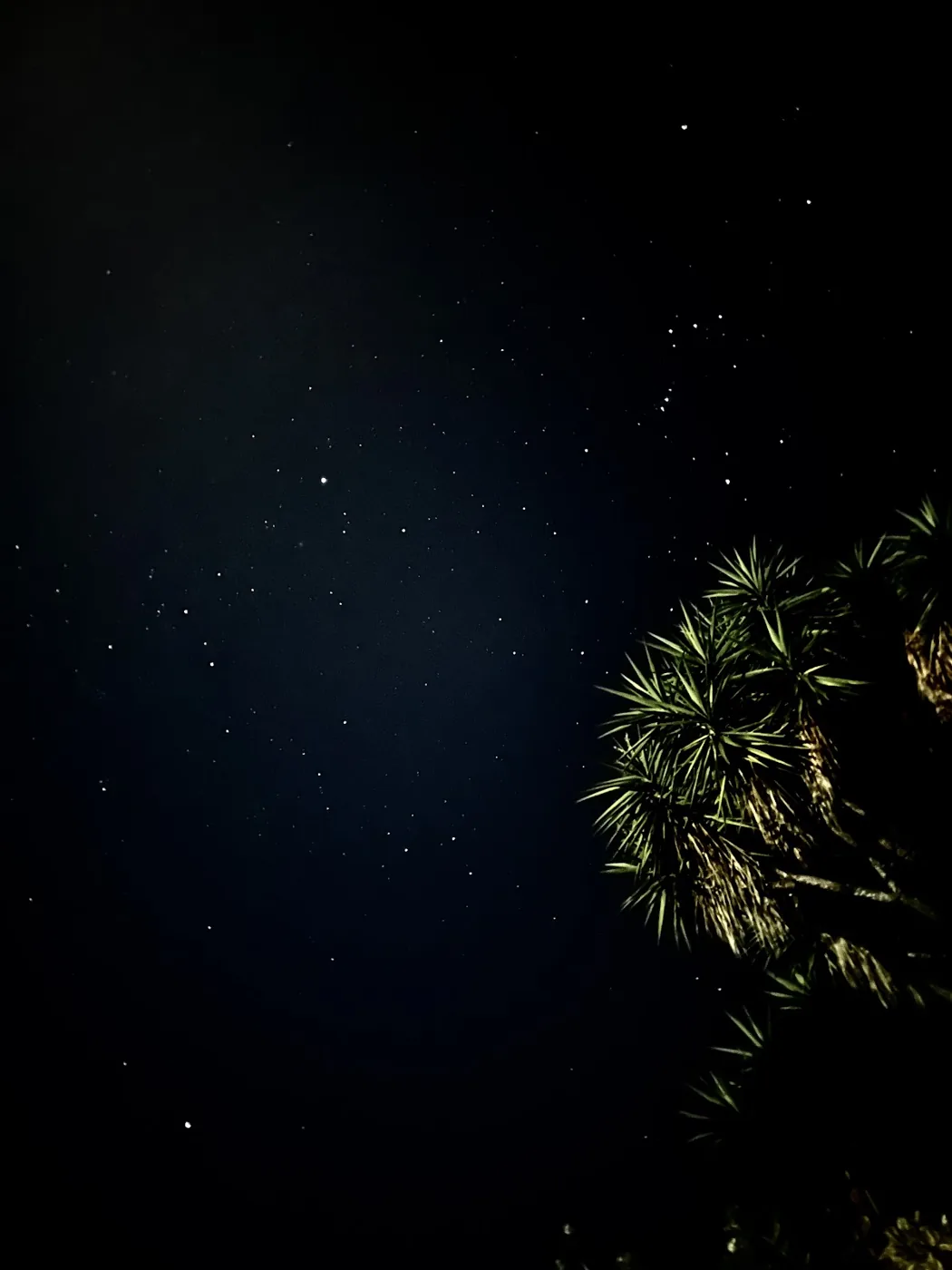 A sky thick with stars over the silhouette of a palm on the estate at night