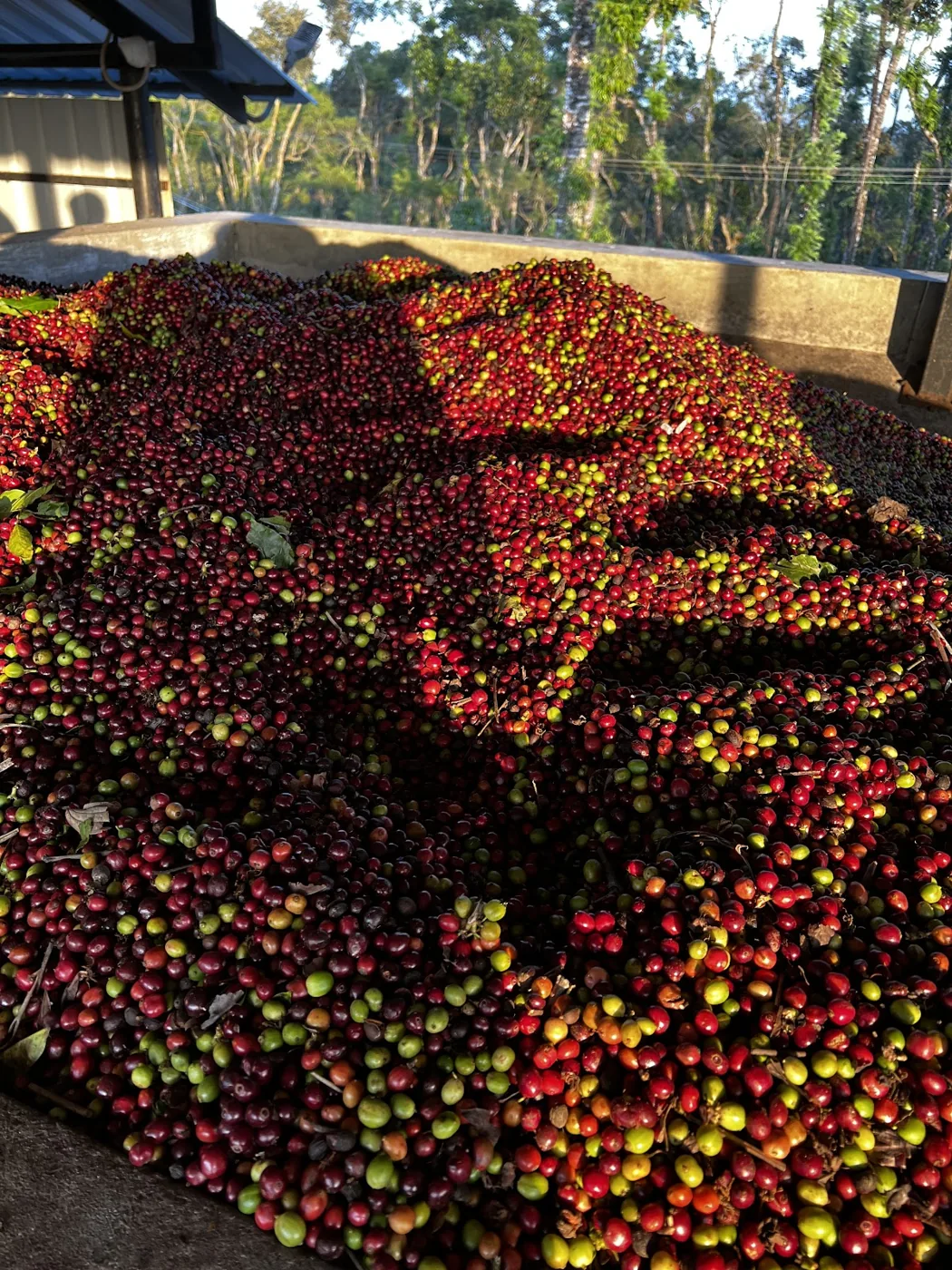Red and yellow coffee cherry spread out to dry in the sun on the estate yard