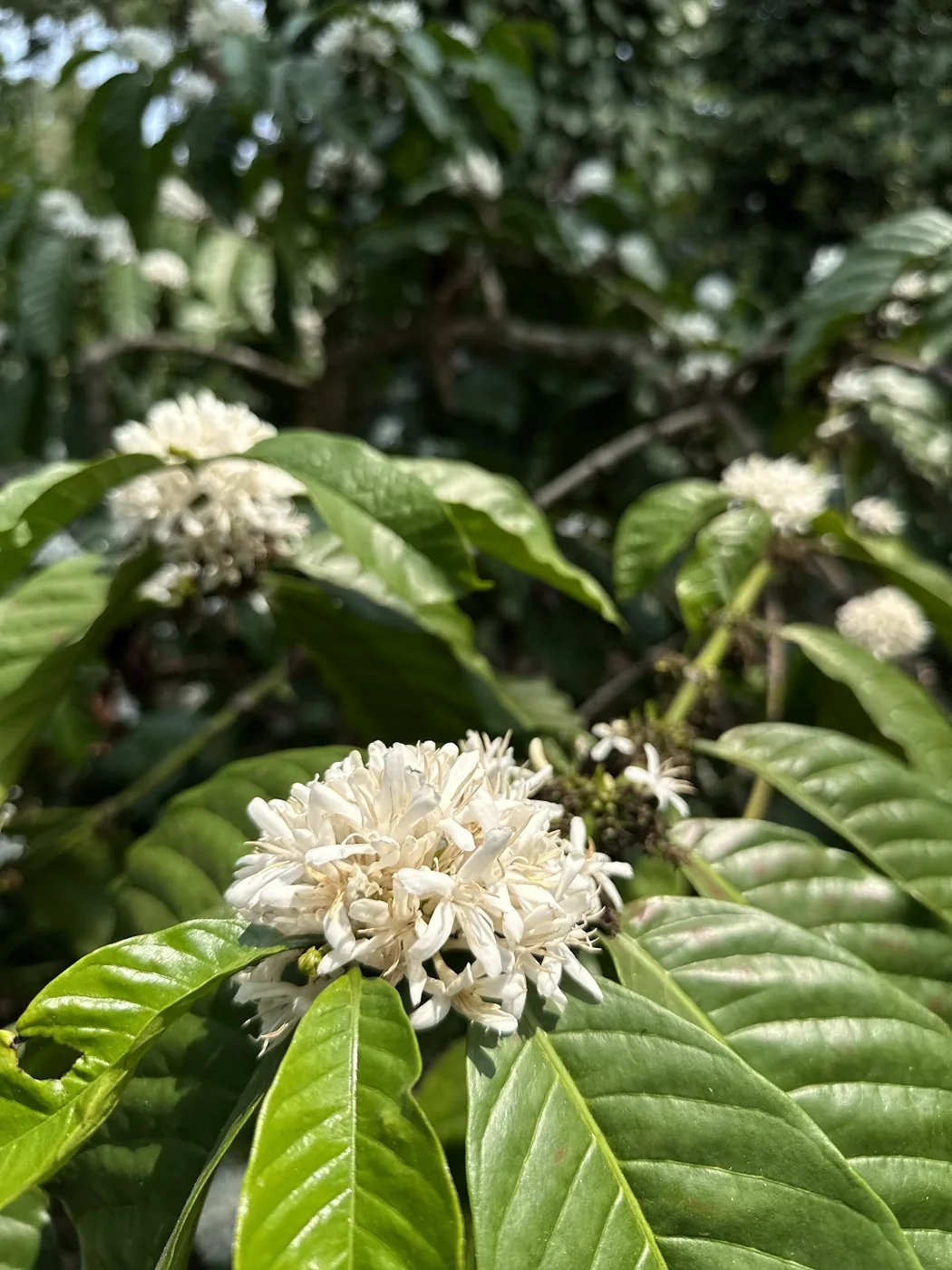 Coffee blossom open on the branch, white against dark leaves