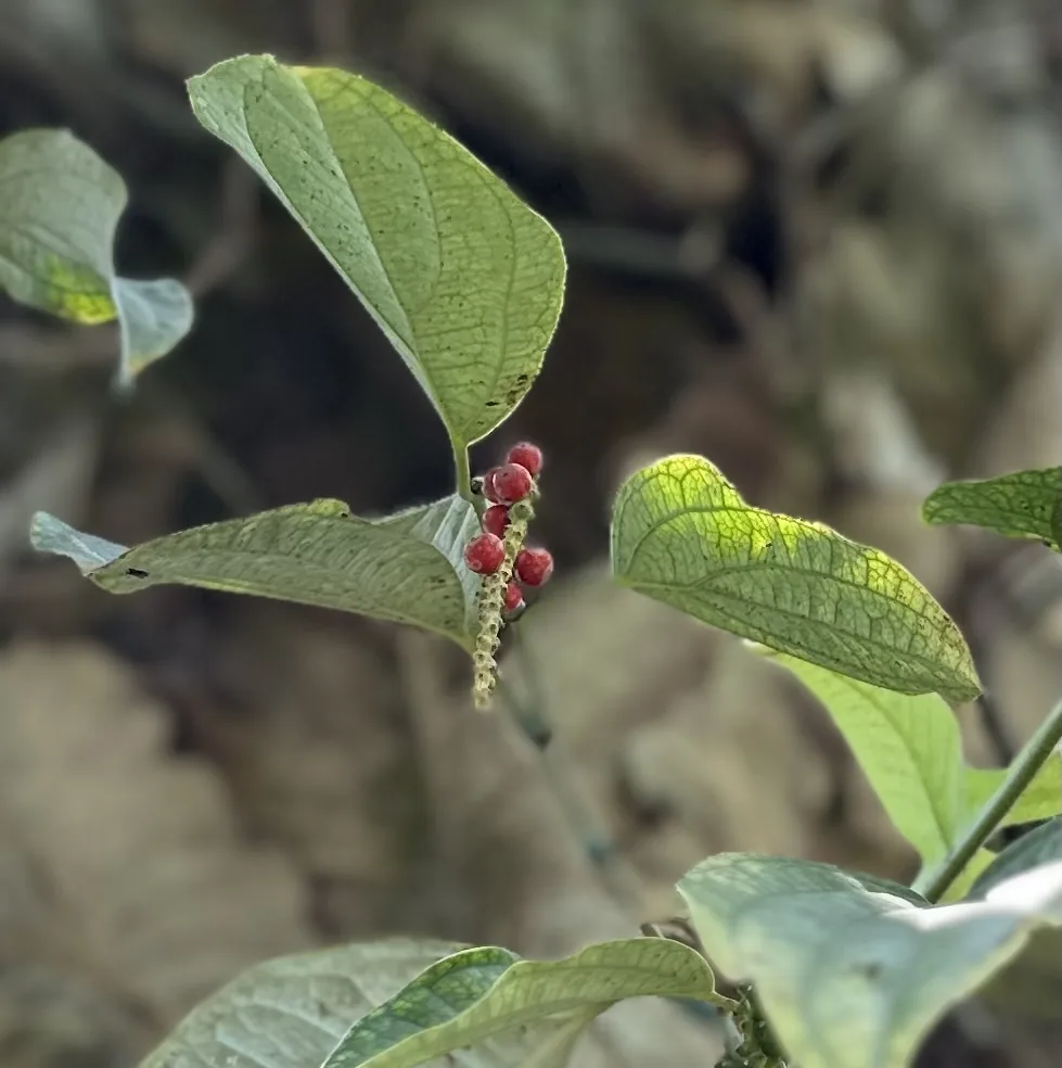 Young coffee cherry setting on the branch after the blossom