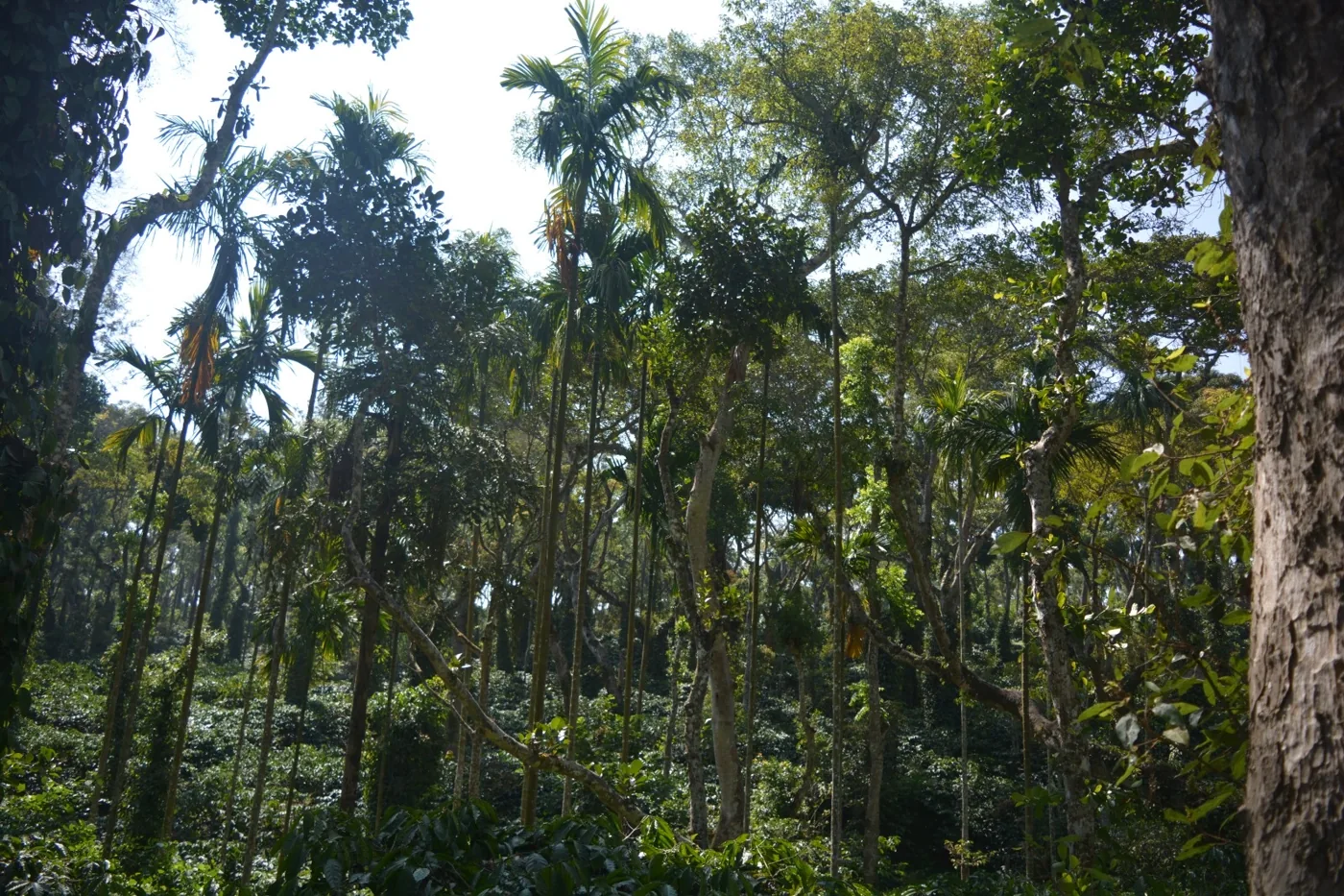 Shade trees standing over the coffee, seen from below