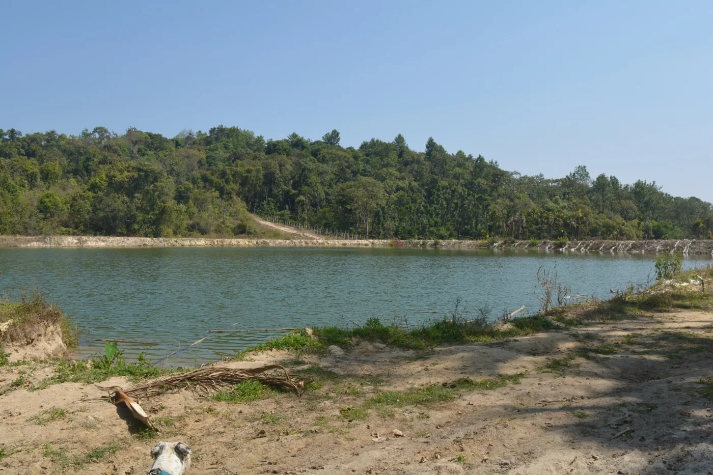 One of the estate ponds, held between forest and open ground