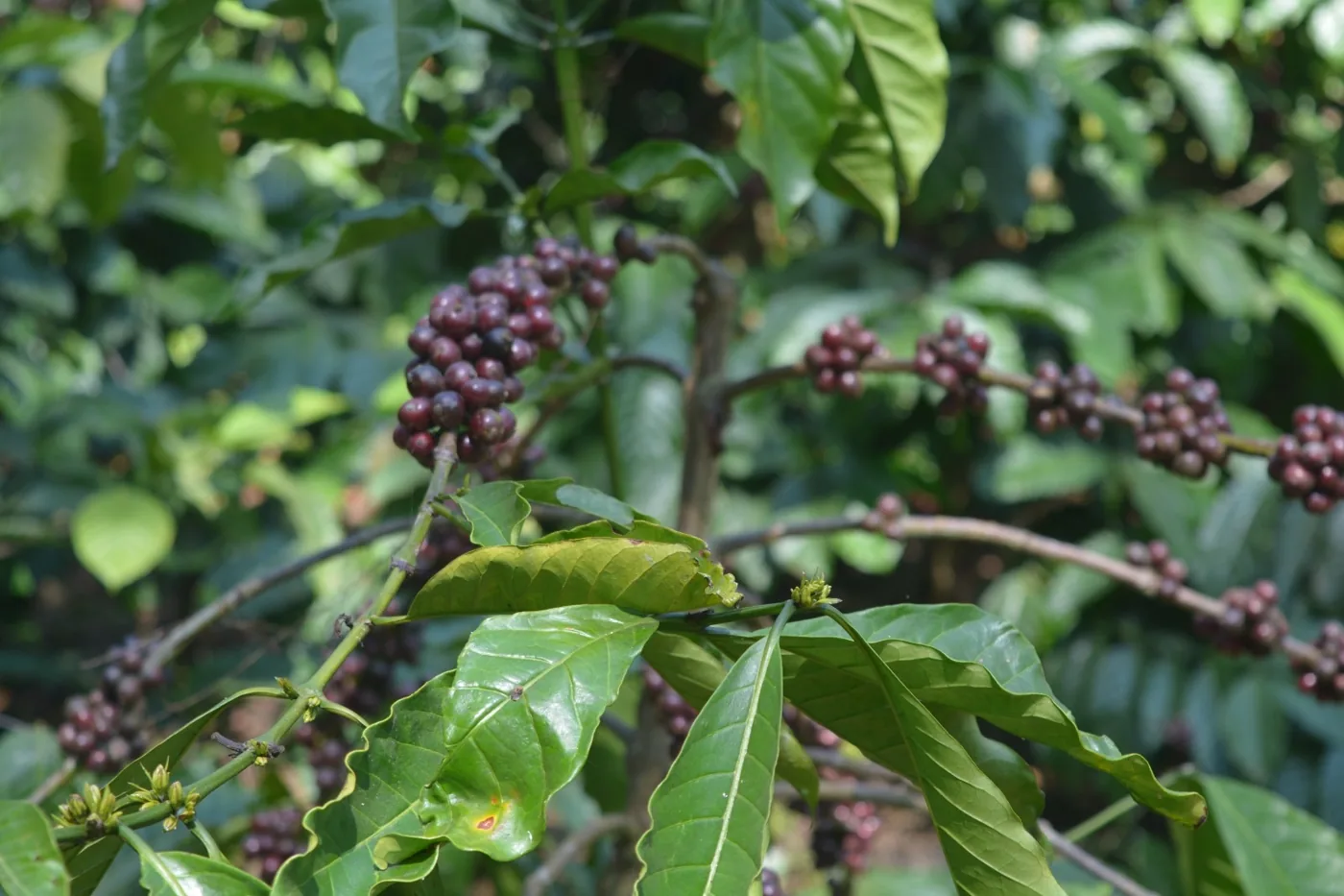 Ripe coffee cherry crowded along the branch